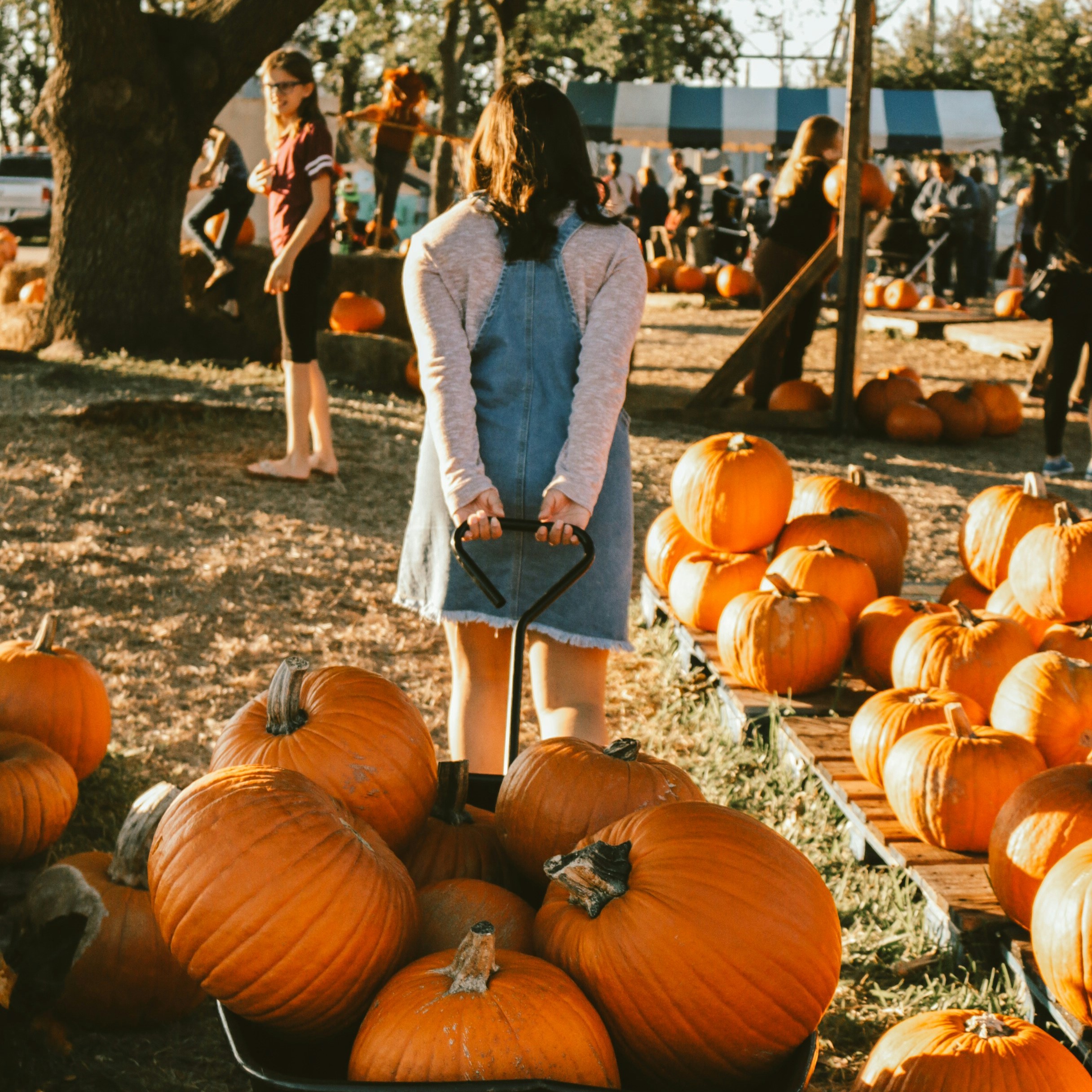 girl pulling wagon of pumpkins at a pumpkin patch